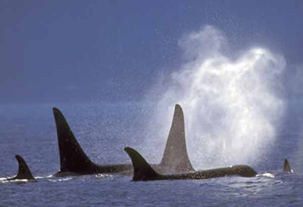 Pod of wild killer whales