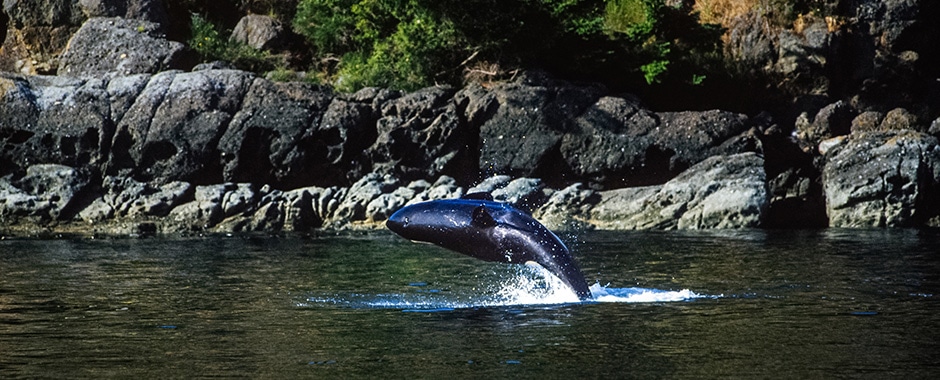 An orca breaches near a rocky shore, rolling to land on its side.