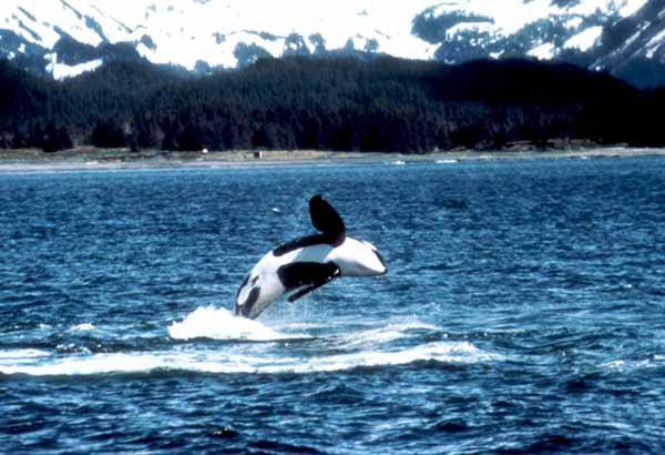 Wild killer whale breaching