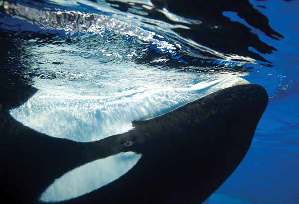 Killer whale profile underwater