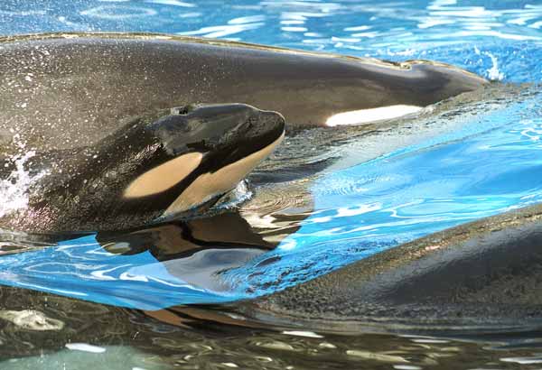 Newborn killer whale calf taking a breath