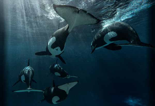 Killer whales swimming away underwater