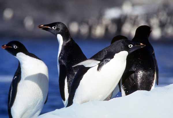 Adelie penguins on an ice flow in Antarctica
