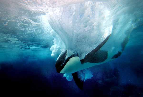 Male killer whale splashing into water