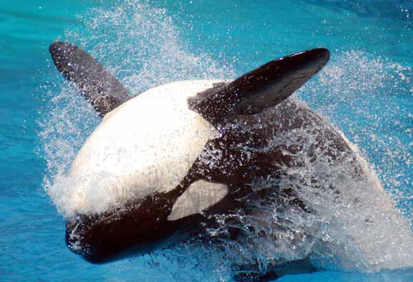 Killer whale doing a back bow