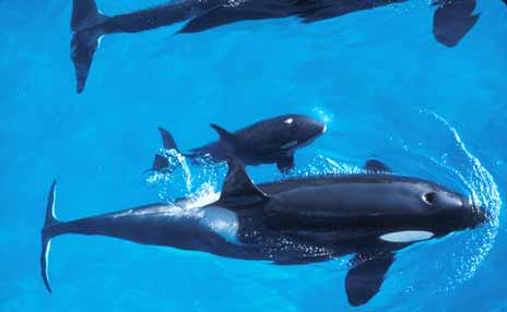 Birds eye view of killer whales swimming