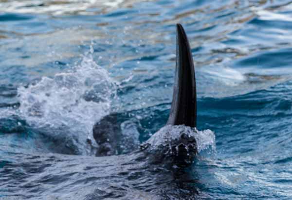 Killer whale dorsal fin cutting through the water