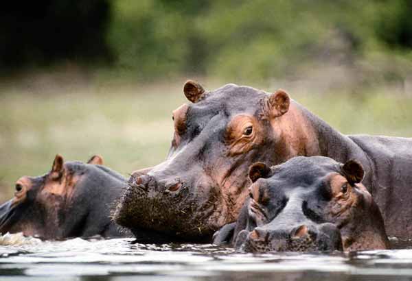 Wild hippos in a river