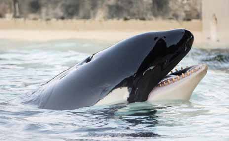Killer whale with mouth open