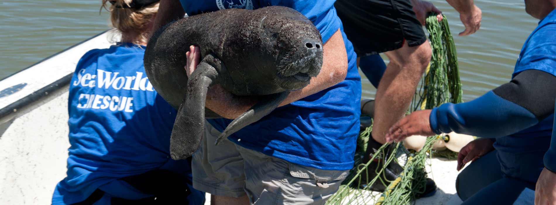 Manatee calf rescued by SeaWorld