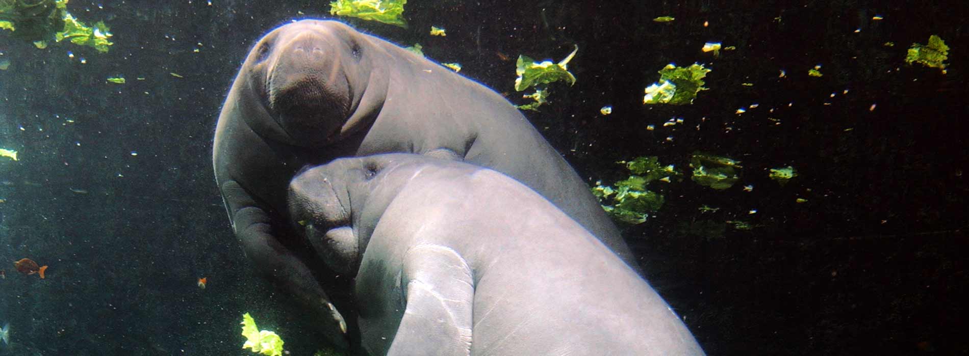 Two manatees