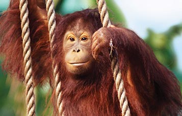 A climbing orangutan