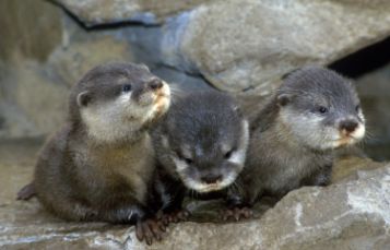 Otters 