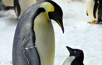 Emperor and  Adélie penguins. A young penguin stands in front of an adult and the two are looking at each other.