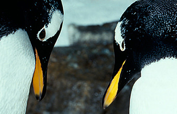 Two penguins face each other with heads angled downward