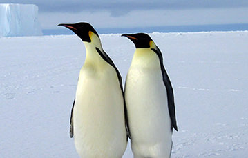 Two penguins stand side-by-side, wings touching, and look in the same direction.