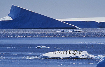 A large group of penguins on an ice floe, with a larger mass of ice visible in the background.