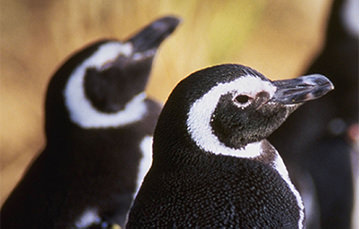 Close up photo of two penguins' heads