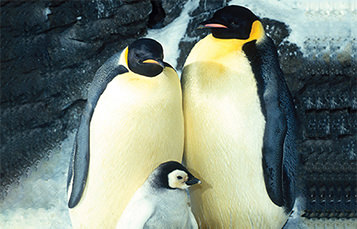 Two adult penguins stand with a baby just in front of them.