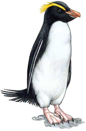 Erect crested penguin illustration