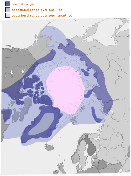 Polar Bear Distribution and Habitat
