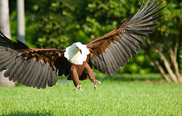 fish eagle in flight