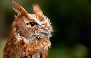 owl closeup