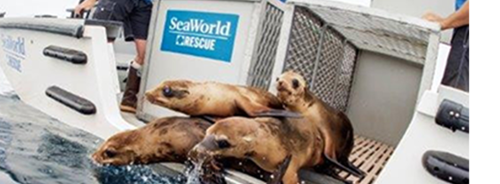 California sea lions being released