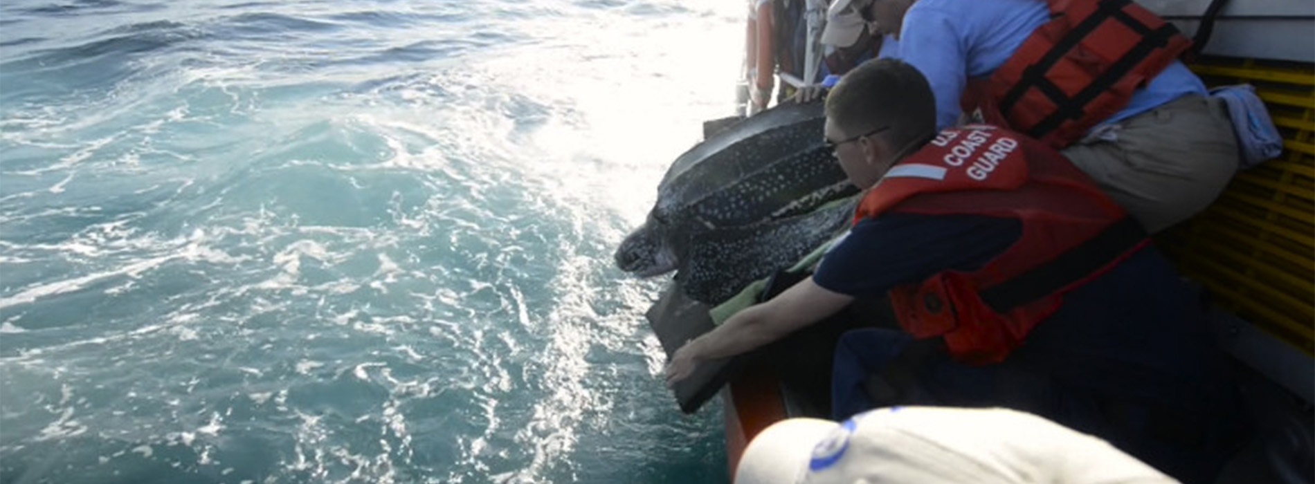 Sea Turtle leaning over boat being held by rescue team