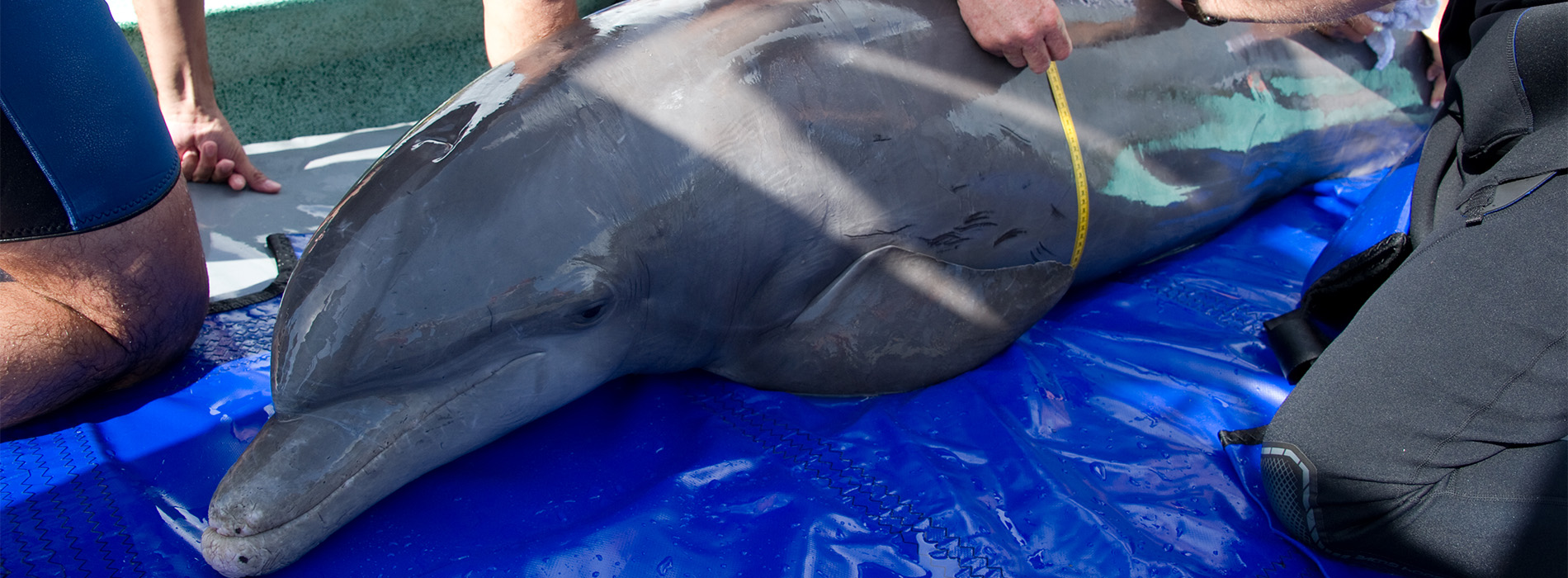 Dolphin during rescue procedure