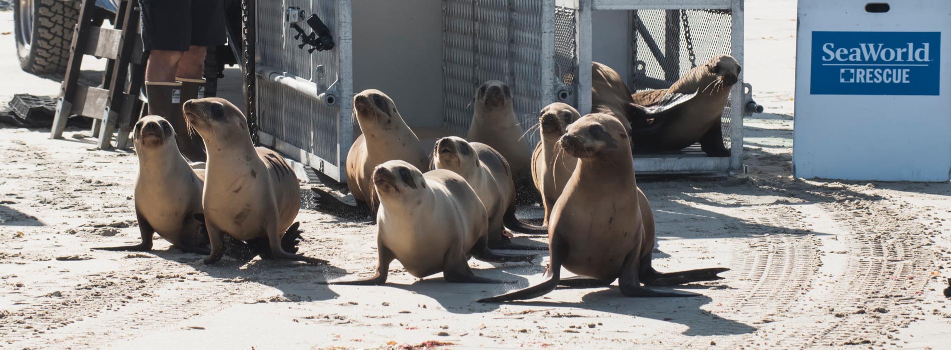 Sea lions being released on a beach