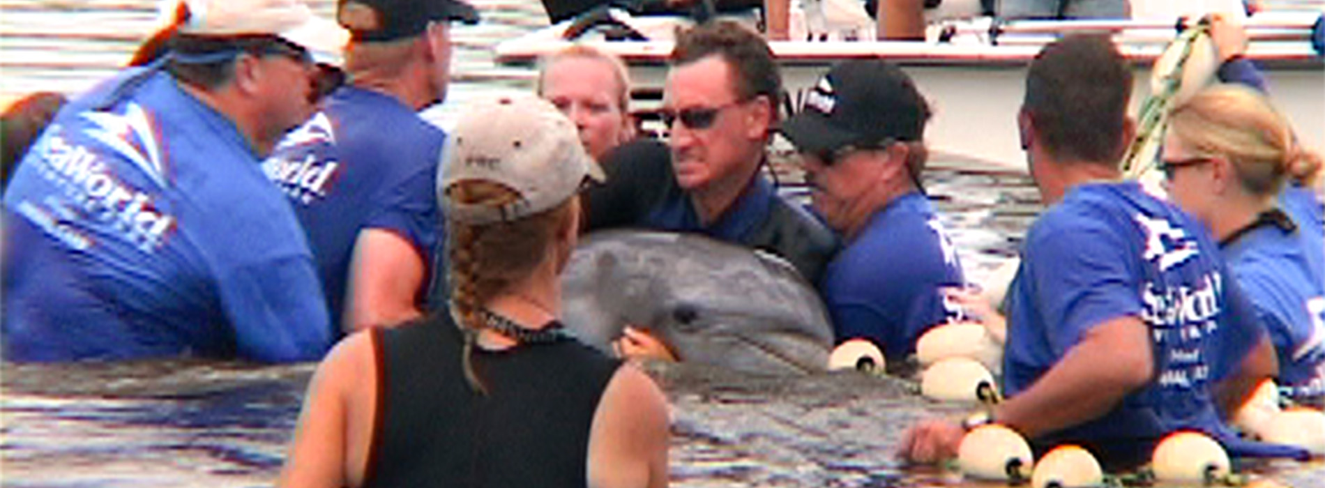 Rescue team with dolphin