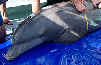 Dolphin during rescue procedure