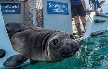 Seal being released from Sea World Rescue