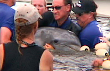 Rescue team with dolphin