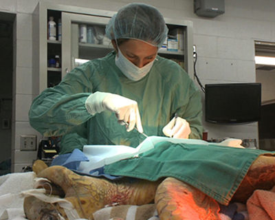 a veterinary surgeon operates on an animal