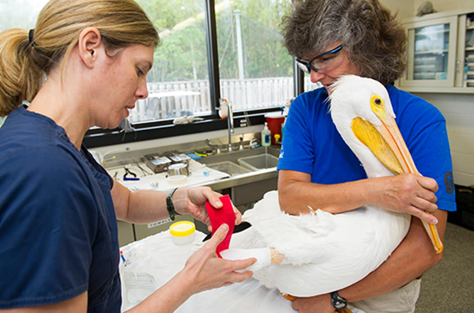 Rescue staff treat a pelican