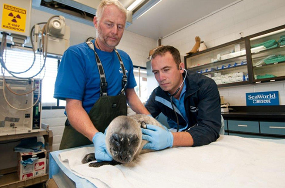 Veterinarians examine a pinniped in a veterinary facility