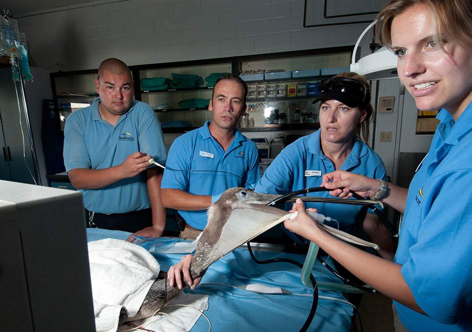 Veterinarians examine a pelican with an endoscope