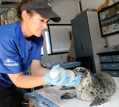 A rescue staff member feeds a young seal with a bottle