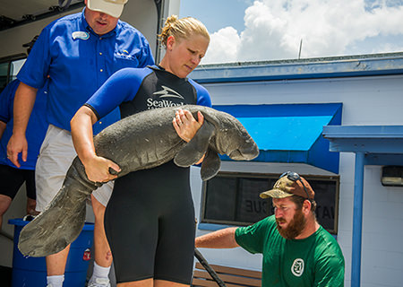 A rescue staff member carries a small manatee