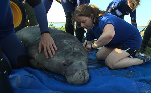 A rescue staff member uses a stethoscope to check a manatee's heart