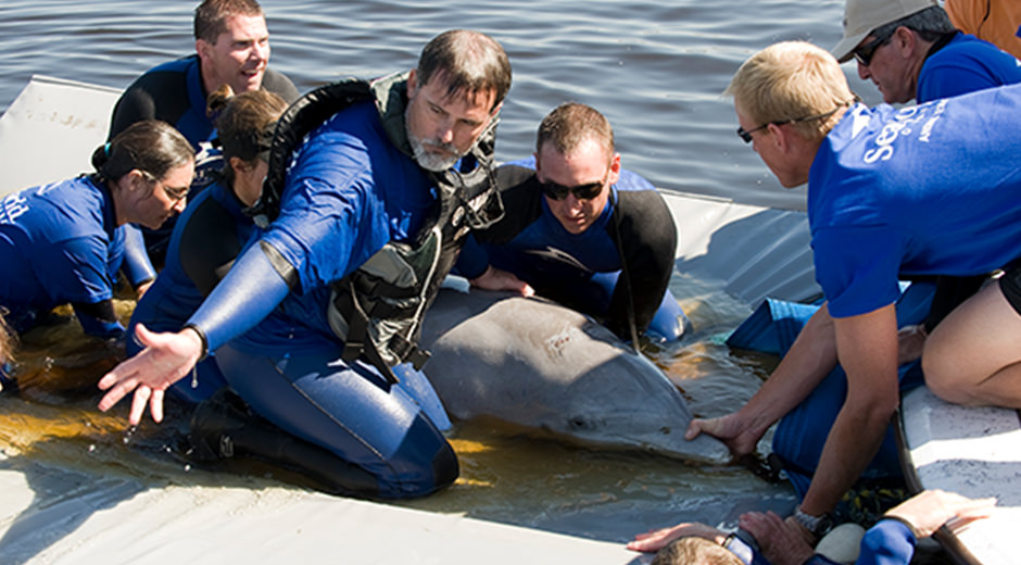 A rescue team examines a dolphin