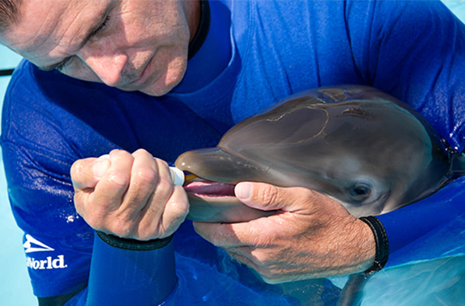 A veterinarian holds a dolphin's head