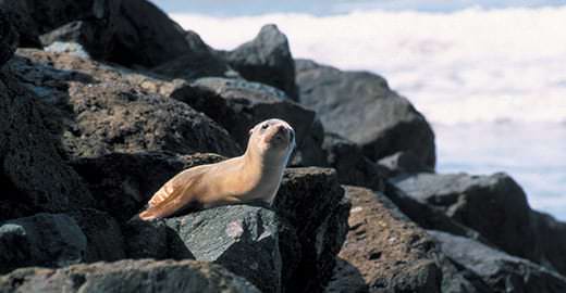 A seal sits on a rock near the water