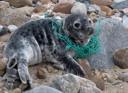 A baby seal with a piece of net around its neck
