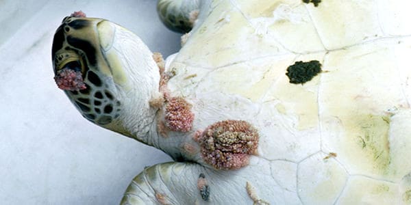 A green sea turtle with tumorous growths on the skin called fibropapillomas.