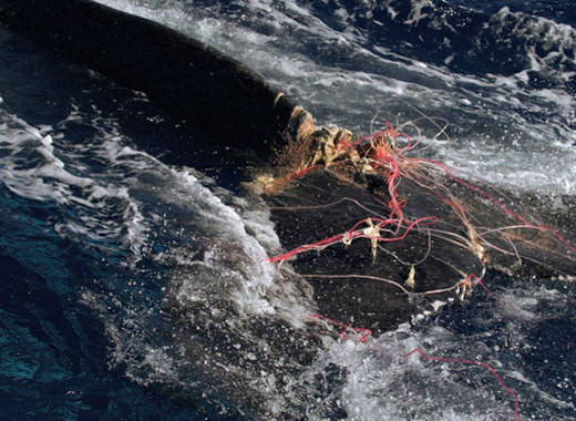 A marine mammal's tail entangled in rope and fishing line