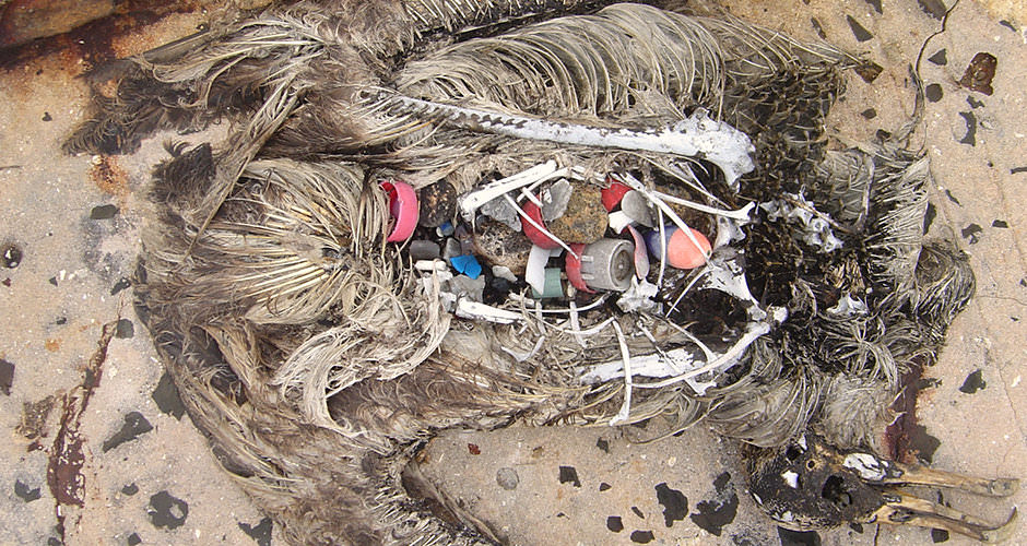 The decayed remains of a bird that ingested a large amount of plastic