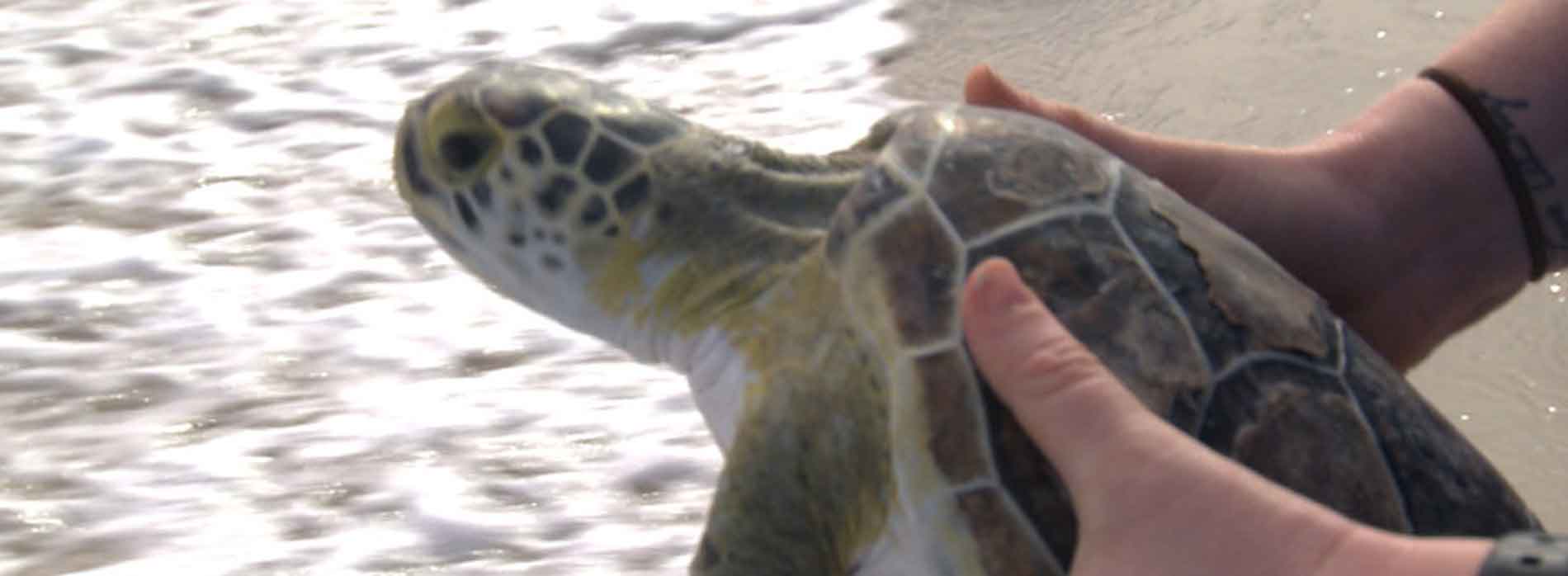 Sea turtle being released